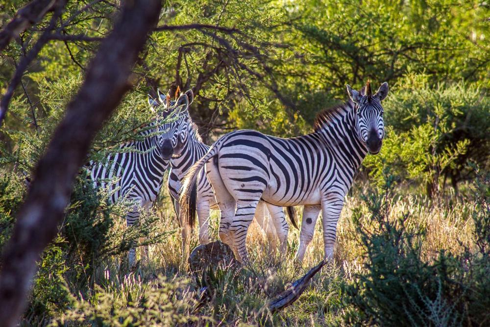 Big Valley Game Lodge Lobatse Zewnętrze zdjęcie