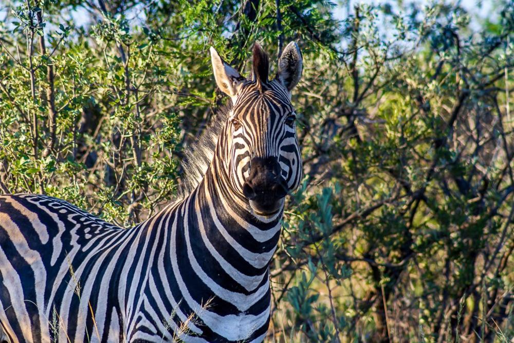 Big Valley Game Lodge Lobatse Zewnętrze zdjęcie