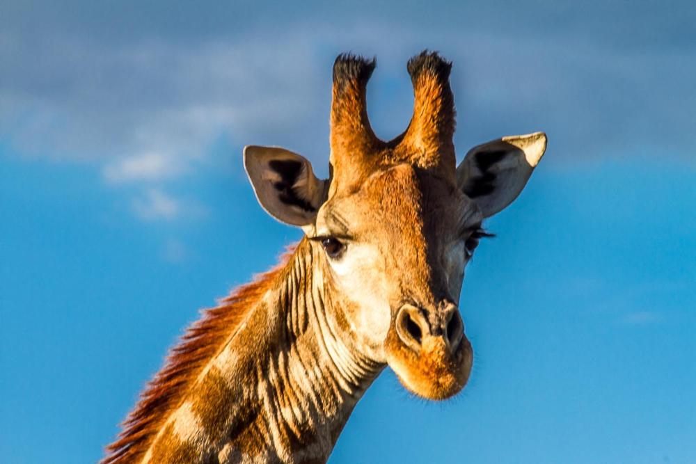 Big Valley Game Lodge Lobatse Zewnętrze zdjęcie
