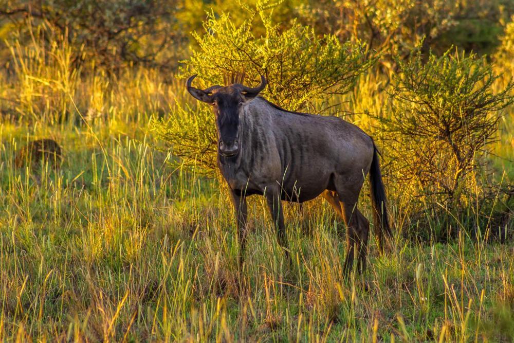 Big Valley Game Lodge Lobatse Zewnętrze zdjęcie
