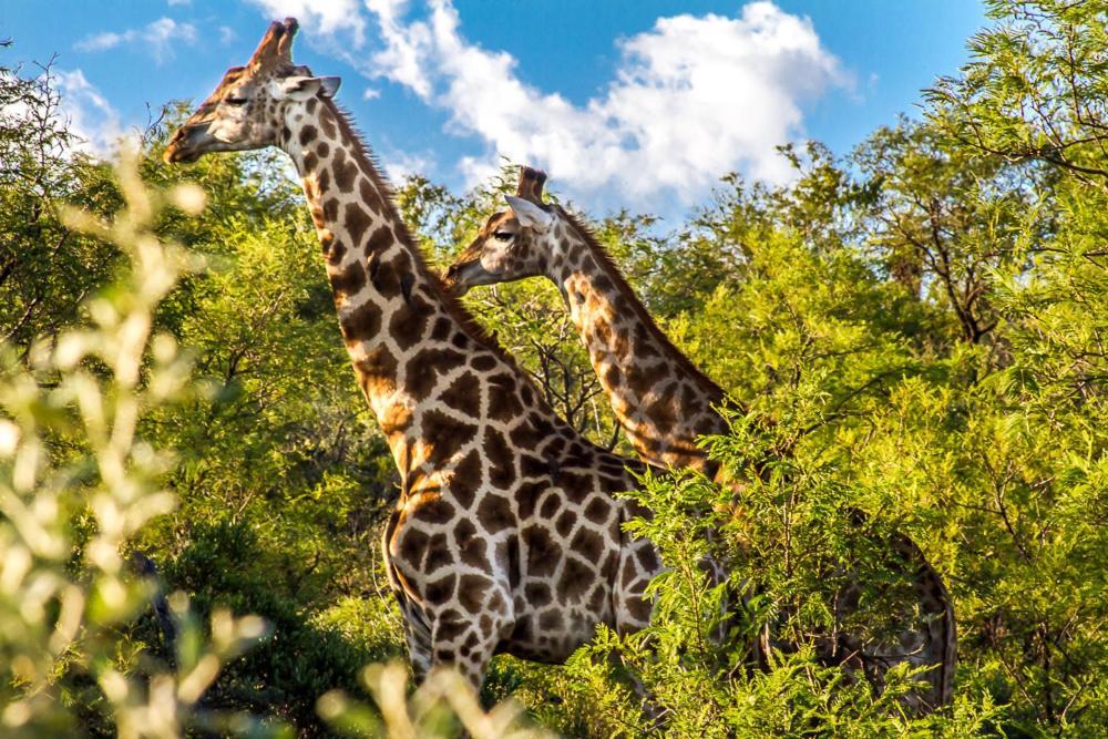 Big Valley Game Lodge Lobatse Zewnętrze zdjęcie